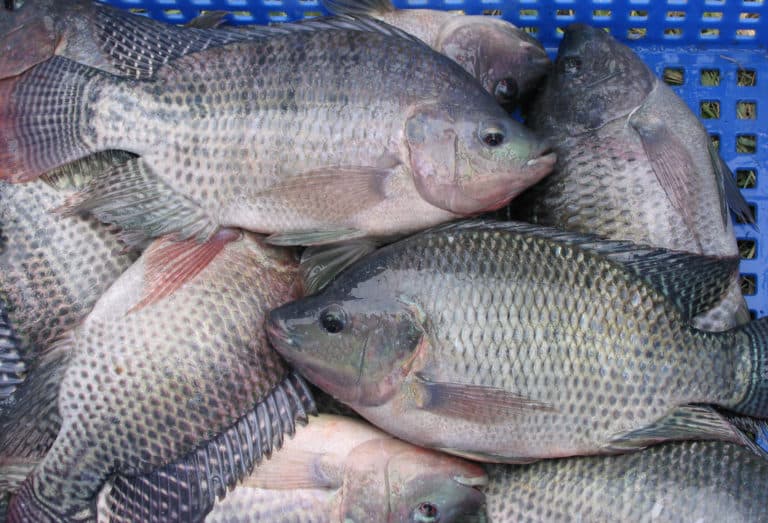 Fish tilapia 1kg